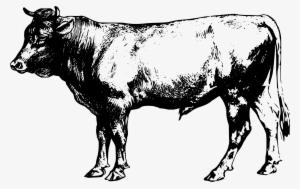 Banner Free Cattle Beef Clip Art - Cattle Clipart