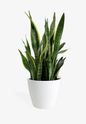 Sansevieria Laurentii Medium - Sansevieria Laurentii 10