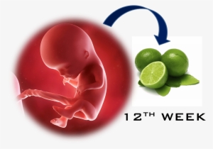 12 Week - Semana 12 De Gestacion