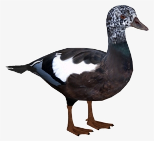 White-winged Duck F2 - Seabird
