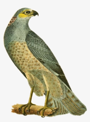Bird Sticker - Hen Harrier