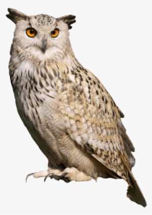 Free Png Owl Sitting Png Images Transparent - Great Horned Owl Png