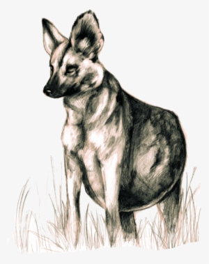 Free Png Wild Dogs Png Images Transparent - Dog