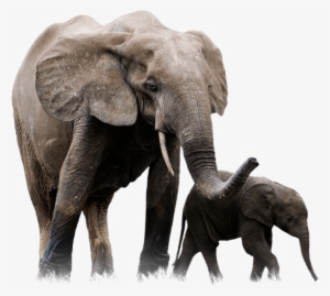 Free Png Elephant Png Images Transparent - African Forest Elephant Png