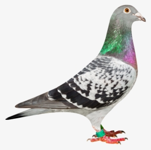 'indy' Nl13-1921958 Won Among Others 1st Soissons 2,538 - Transparent Pigeon Png