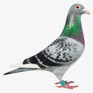 Linus 994nl16-1310994 - ' - Pigeon Torres Davy
