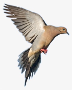 Report Abuse - Mourning Dove In Flight