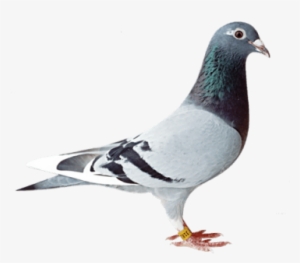 Bird,bird Free Png,bird Png Free,bird Png Free,bird - Old Line Racing Pigeon