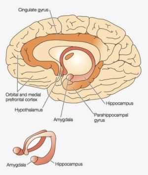 Trauma - Subcortical Region