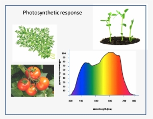 Plant Response In Photosynthetically Active Radiation