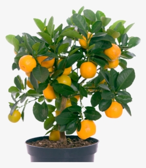 1 - Small Plants With Fruits