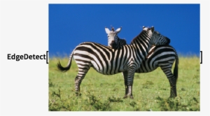 Click For Copyable Input - Zebras Part Of The Horse Family