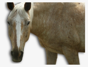 Therapeutic Riding Launches In March - Mustang Horse