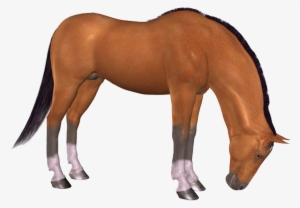 Png Horse, Png At, Png Horse Images, Png At Resimleri, - Photoshop