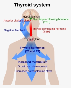 800px-thyroid System - Svg - Thyroid System