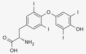 Triiodothyronine Thyroxine (t 4) - Thyroxine T4