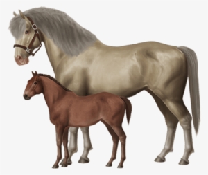 Breed Horses And Create Your Very Own Stable Of Champions - Horse World Online