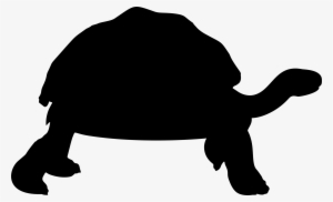 Big Image - Tortoise