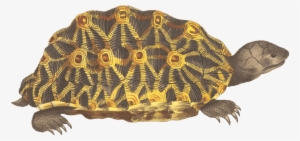 Turtle Green And Yellow - Giclee Painting: Geometric Tortoise, Psammobates Geometrica