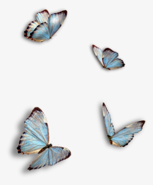 Butterflies, Blue, Insect, Png, Isolated - Ragdoll Kitty And Butterflies