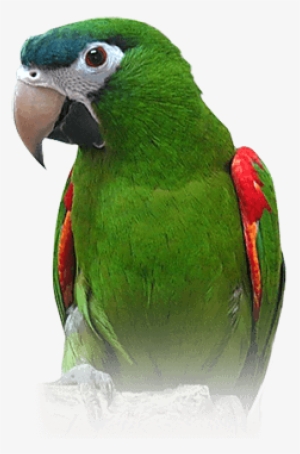 Hahn's Macaw - Hahns Macaw