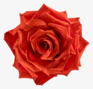 Preserved Rose Orange Fire - Rose