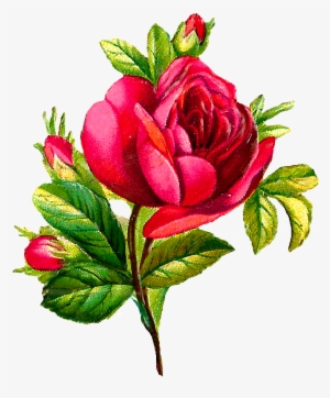 Digital Red Rose Downloads - Flower Images Download Rose