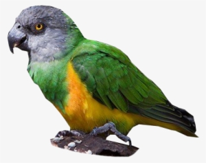 Senegal Parrot - Niam Niam Parrot