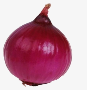 Single Onion Png High-quality Image
