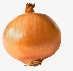 Onion Free Transparent Images - One Onion