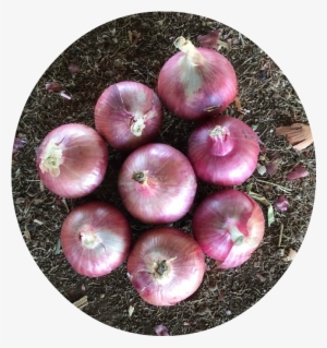 Red Onion - Export
