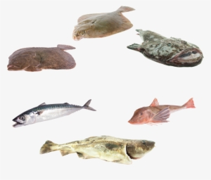 We Process Almost All Species Of North Sea Fish In-house - Noordzee Vis