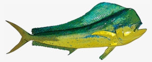 Mahi Mahi - Mahe Fish