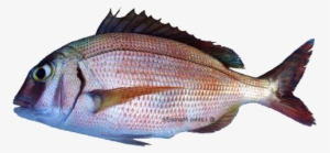 Common-seabream - Red Porgy