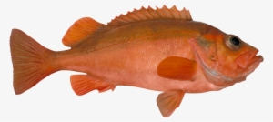 Uer Sjomatadet Eiliv Leren - Norway Redfish