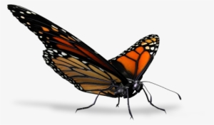 Butterfly - Butterfly Render