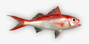 Deep Sea Fishes - Red Snapper