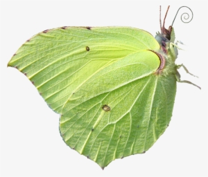 Butterfly Png Download - Mimetismo Animal