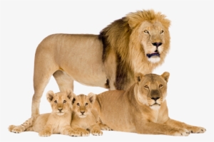 Sometimes You Will Want To Recover Specific Items From - Lion Lioness And Cubs