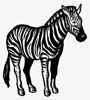 Zebra Png Picture - Zebra Illustration Png