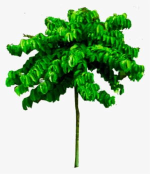 Free Download Tropical Png Tree Image High Quality - Garden