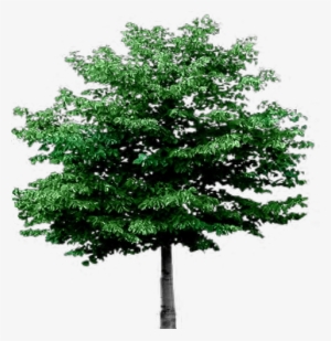 Awesome Tree With Transparent Background English Oak - Super Smash Bros Brawl Gameplay