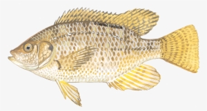 Tilapia - Fish