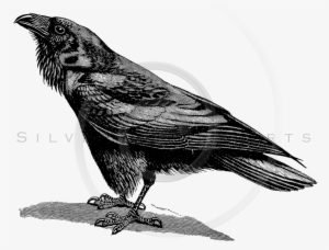 Crow Png Download - Black And White Ravens Bird