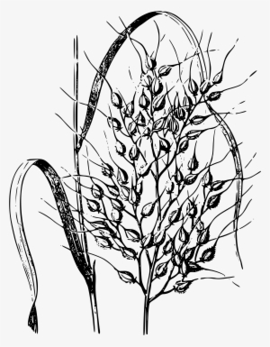 28 Collection Of Rice Drawing Png - Rice Plant Drawing Png