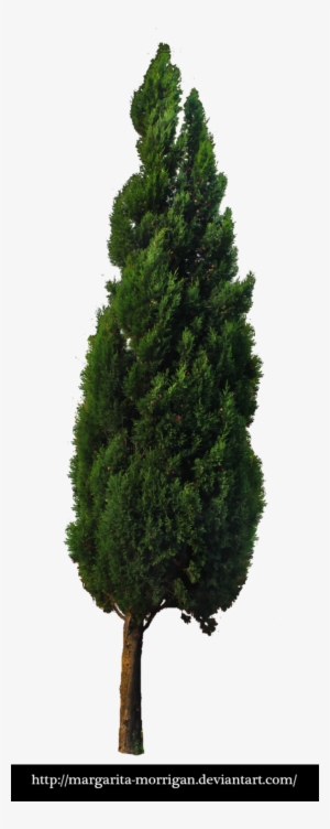 Tree 03 By Margarita Morrigan - Mexican Pinyon