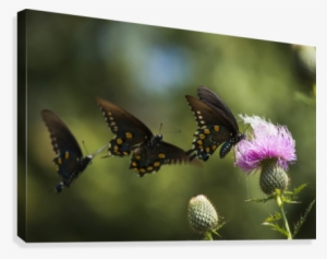 Black Swallowtail Butterflies Swarm Around Thistle
