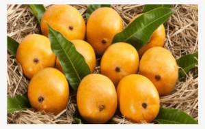 Ratnagiri Alphonso Hapus 6 Nos Ratnagiri Alphonso Hapus - Mango National Fruit Of India