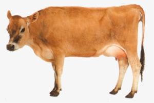 Animal Cow Free Png Transparent Background Images Free - Calf See How They Grow