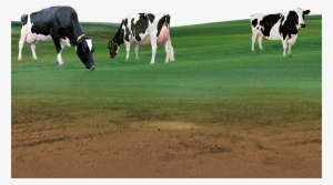 Sumul Cow